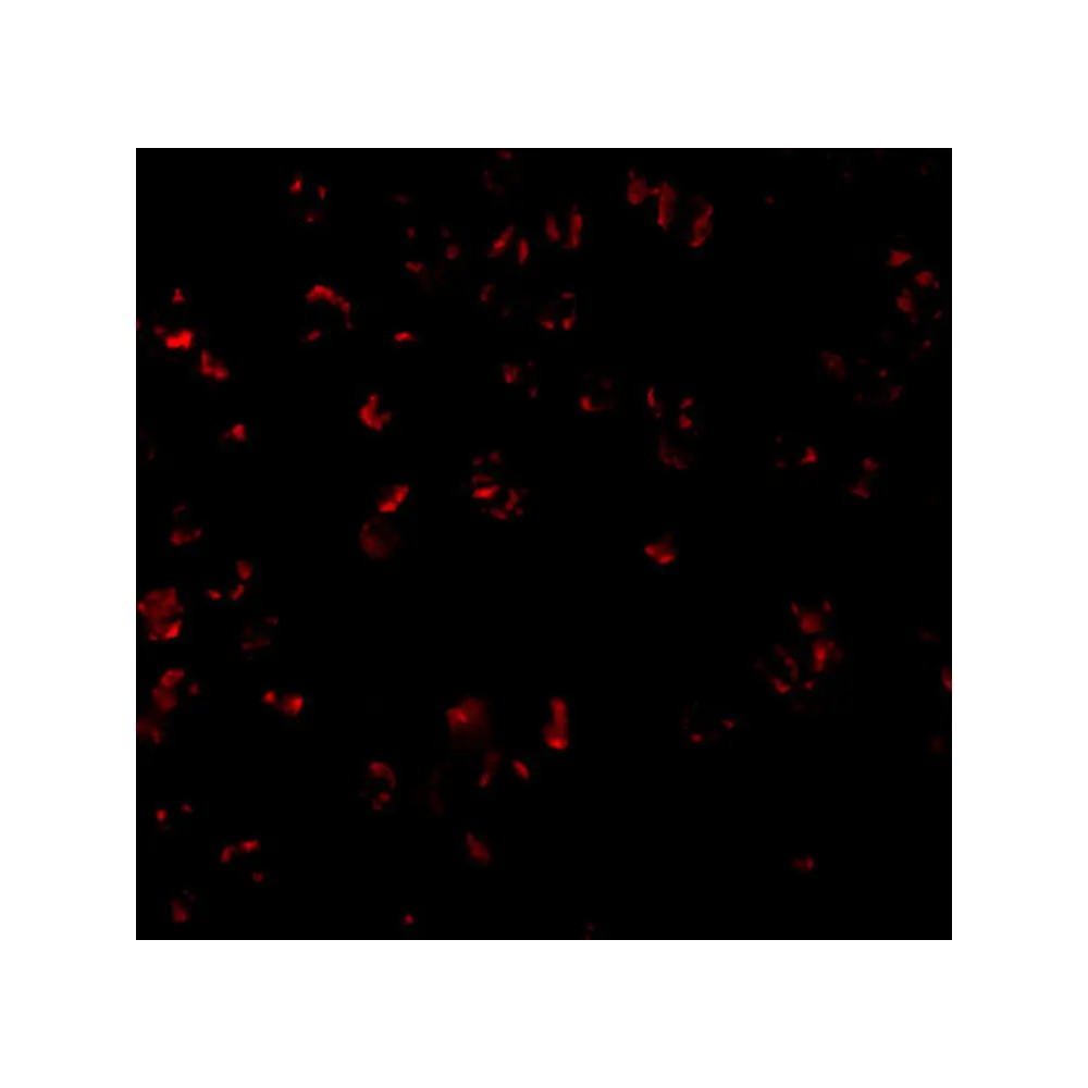 ProSci 2161 Bcl-10 Antibody, ProSci, 0.1 mg/Unit Tertiary Image