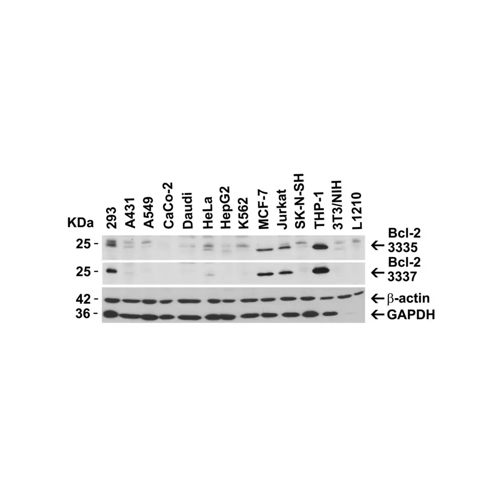 ProSci 3337 Bcl-2 Antibody, ProSci, 0.1 mg/Unit Secondary Image