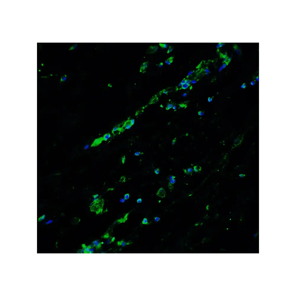 ProSci 6213_S Bcl9L Antibody, ProSci, 0.02 mg/Unit Tertiary Image