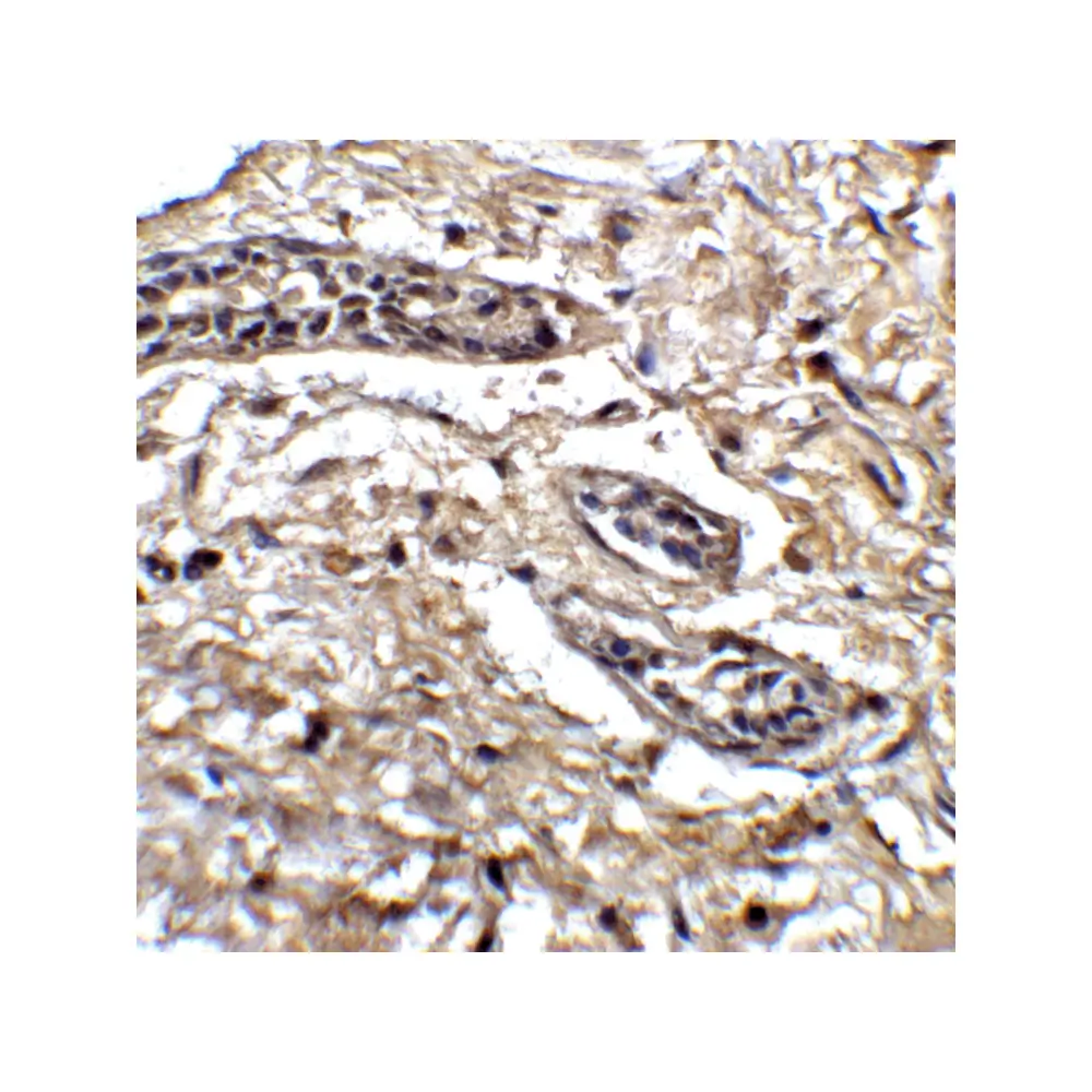 ProSci 6213 Bcl9L Antibody, ProSci, 0.1 mg/Unit Quaternary Image