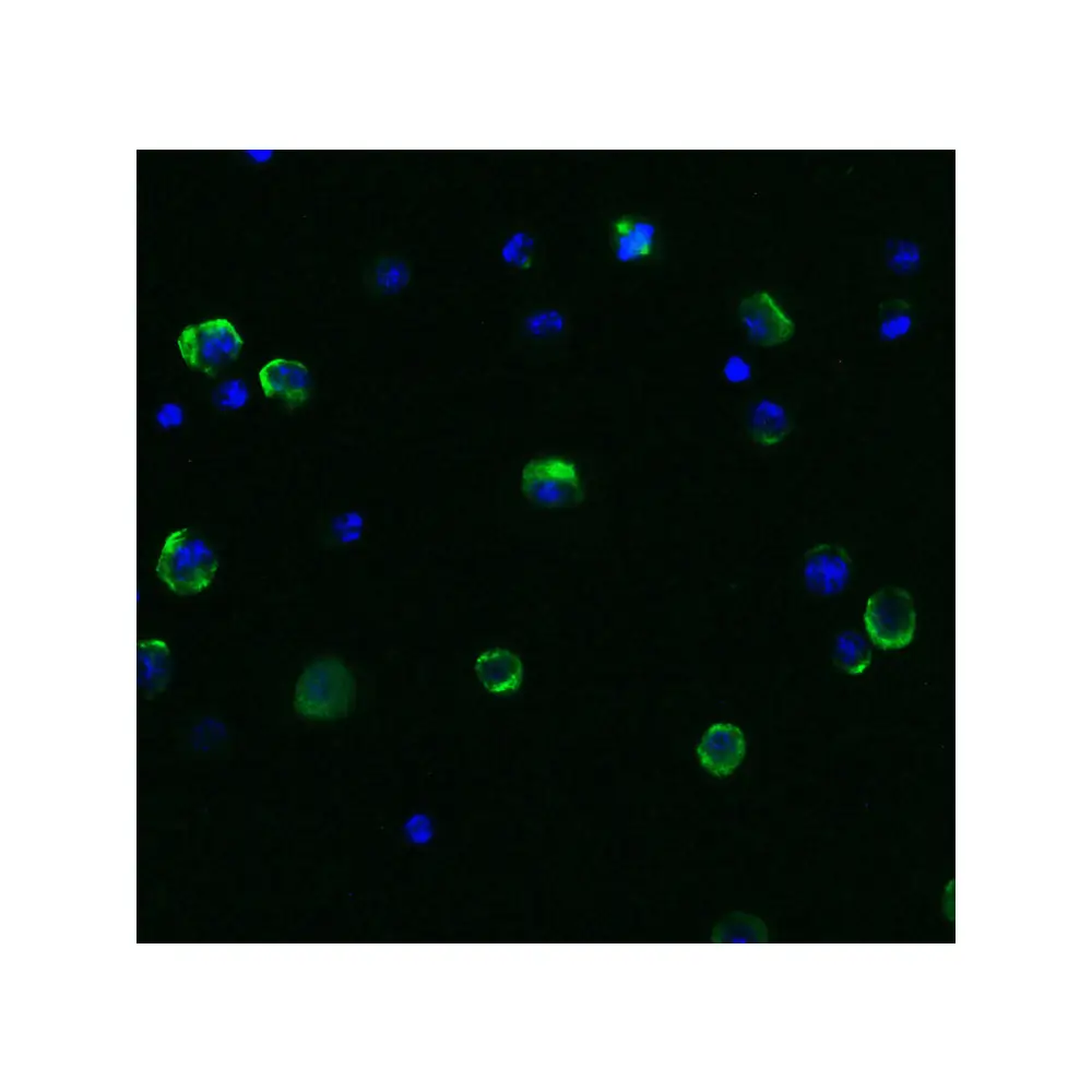 ProSci 3613 Beclin-1 Antibody, ProSci, 0.1 mg/Unit Quaternary Image