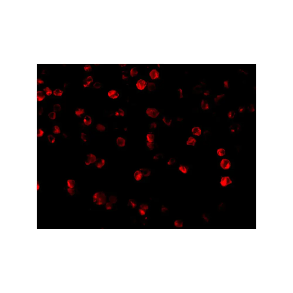 ProSci 3611_S Beclin-1 Antibody, ProSci, 0.02 mg/Unit Tertiary Image