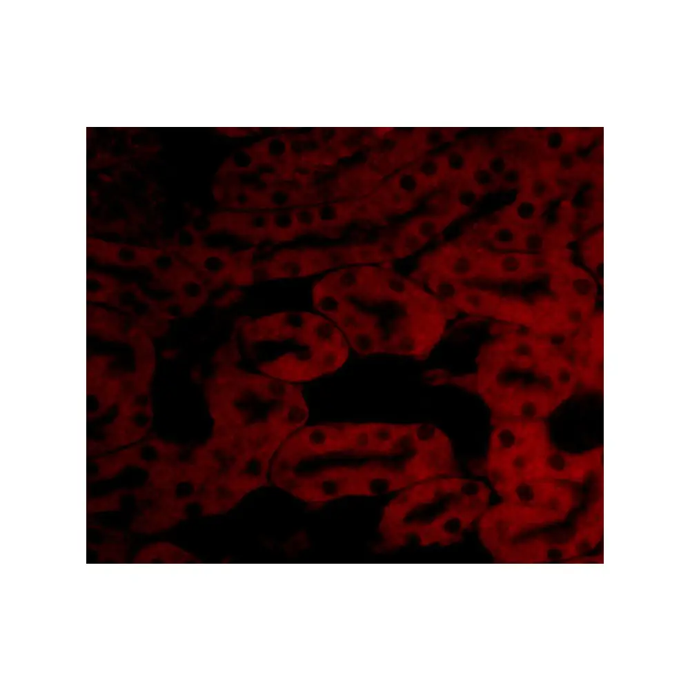 ProSci 3873_S Bfl-1 Antibody, ProSci, 0.02 mg/Unit Tertiary Image