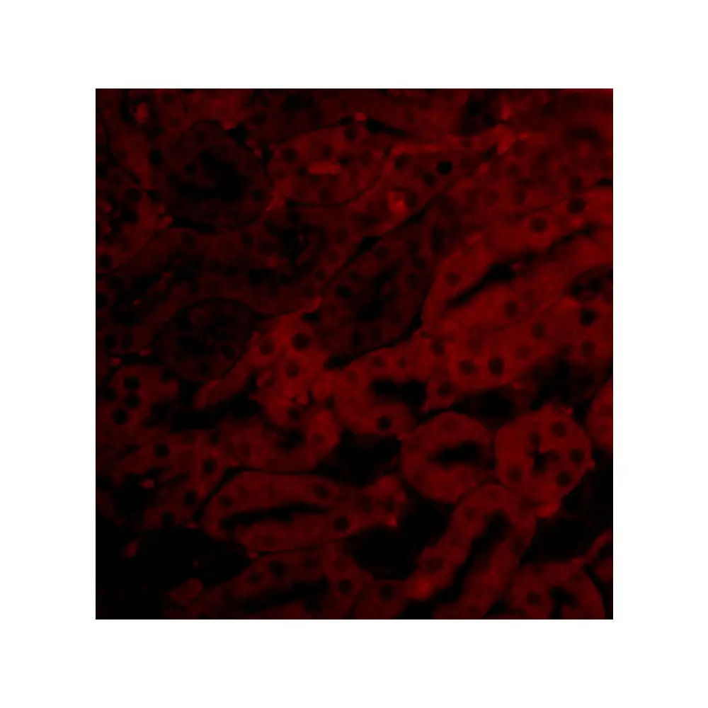 ProSci 3875 Bfl-1 Antibody, ProSci, 0.1 mg/Unit Tertiary Image