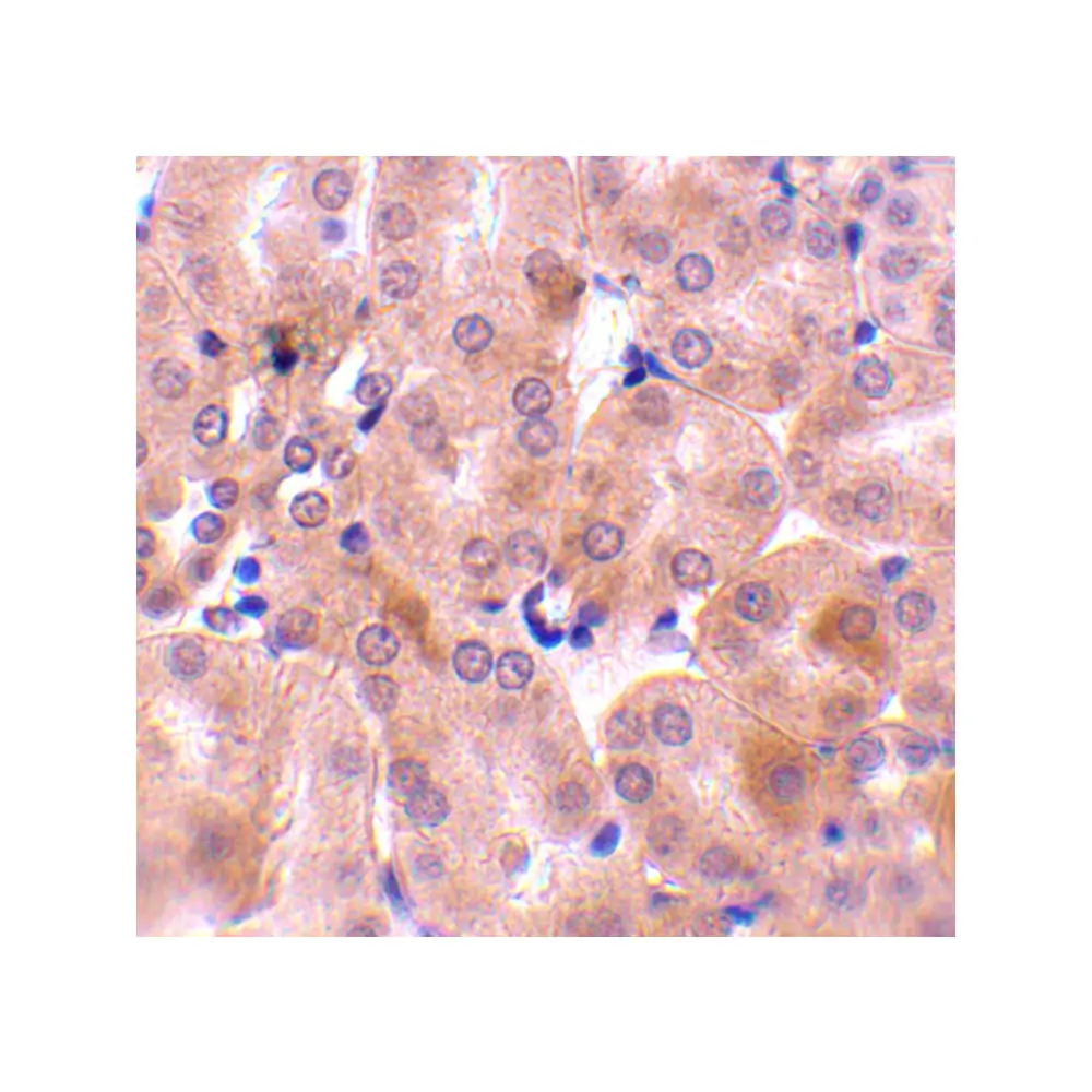 ProSci 3873_S Bfl-1 Antibody, ProSci, 0.02 mg/Unit Secondary Image