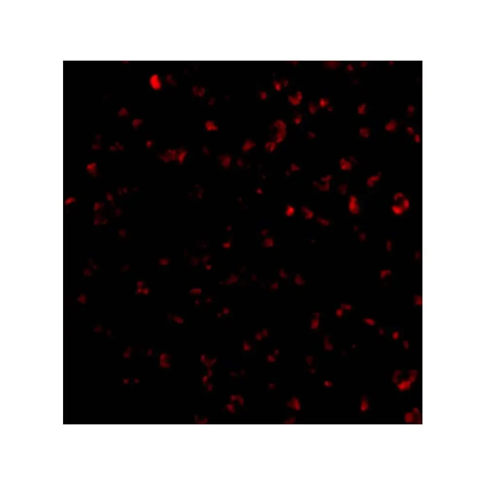 ProSci 3819 Bik Antibody, ProSci, 0.1 mg/Unit Tertiary Image