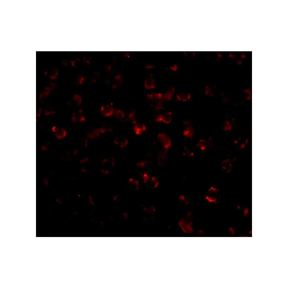 ProSci PM-4819 Bim Antibody [1C2C8] , ProSci, 0.1 mg/Unit Tertiary Image