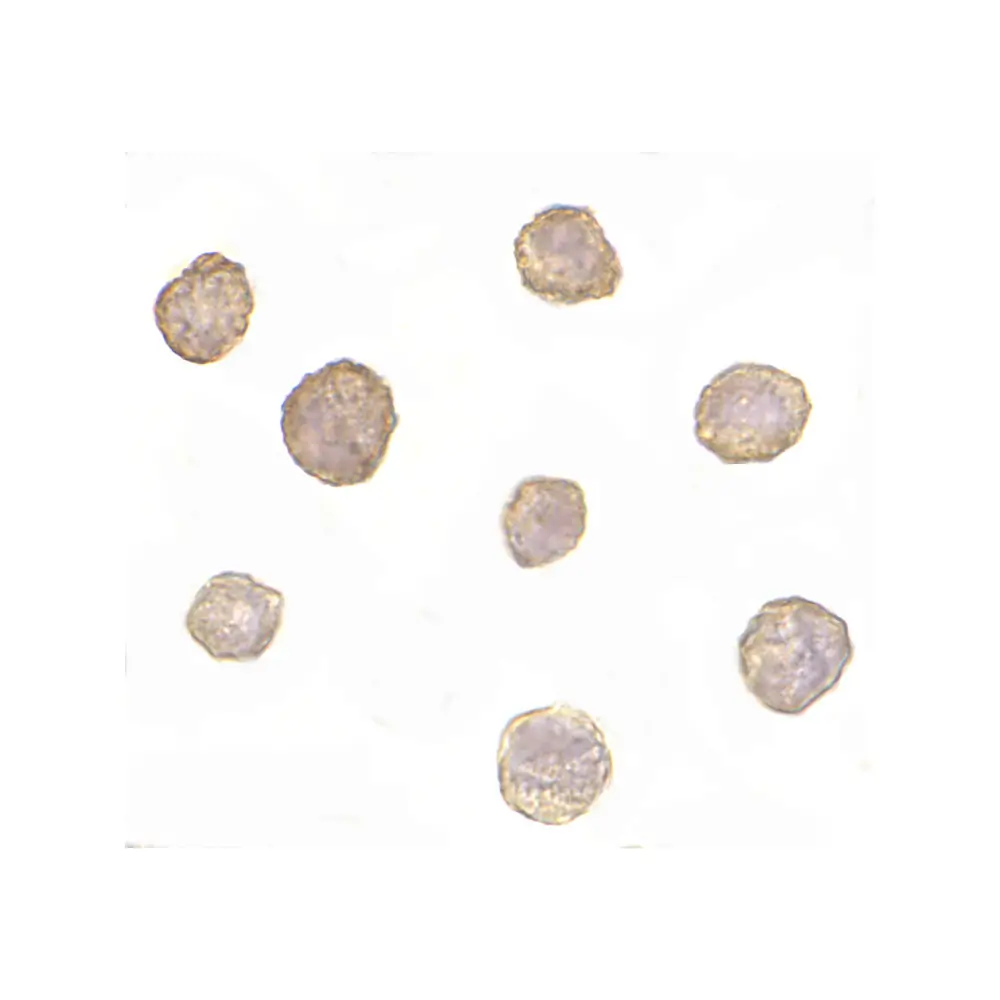 ProSci PM-4821_S Bim Antibody [1C2H4] , ProSci, 0.02 mg/Unit Secondary Image