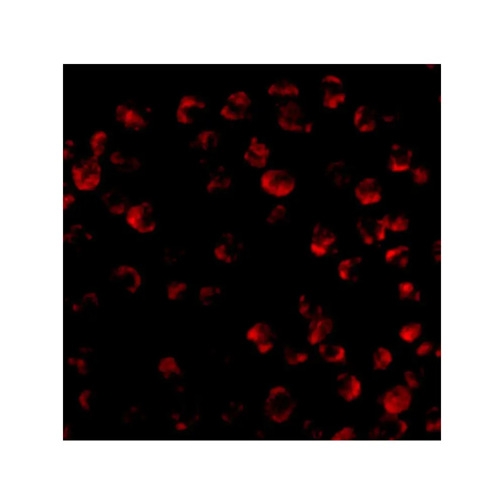 ProSci 3405 Bim Antibody, ProSci, 0.1 mg/Unit Quaternary Image