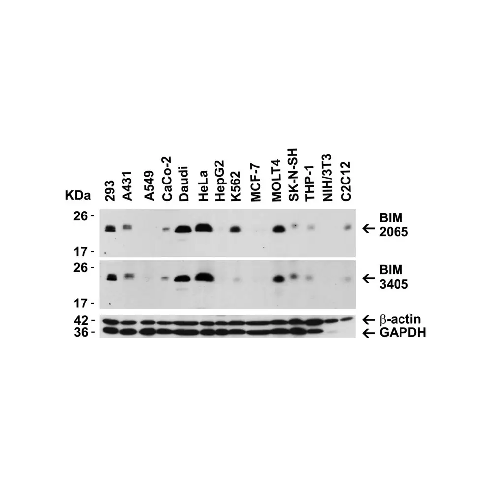 ProSci 3405 Bim Antibody, ProSci, 0.1 mg/Unit Secondary Image