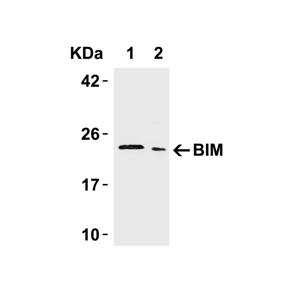 ProSci 3405 Bim Antibody, ProSci, 0.1 mg/Unit Tertiary Image