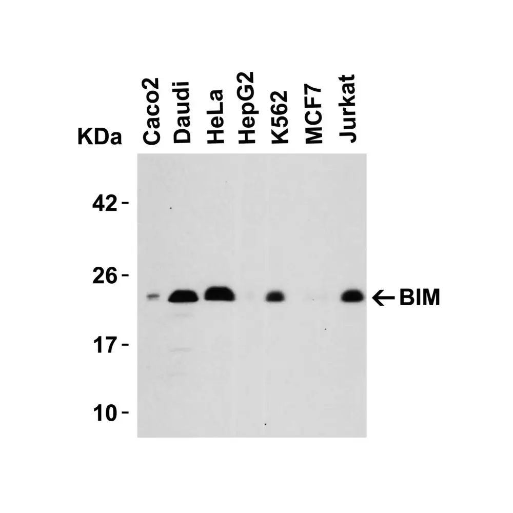 ProSci 2065_S Bim Antibody, ProSci, 0.02 mg/Unit Primary Image
