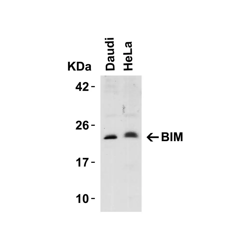 ProSci 3405_S Bim Antibody, ProSci, 0.02 mg/Unit Primary Image