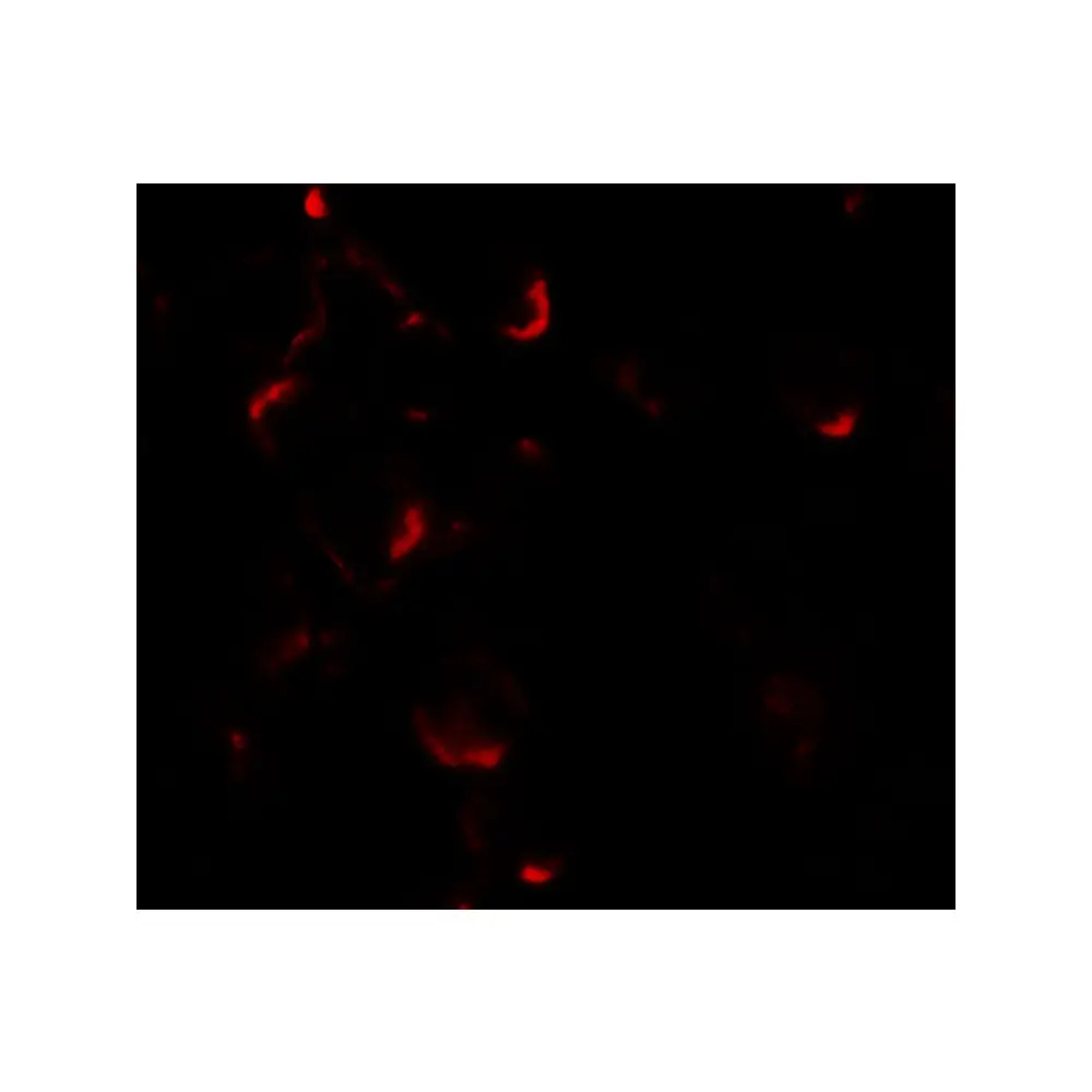 ProSci 7421 Bim EL Antibody, ProSci, 0.1 mg/Unit Tertiary Image