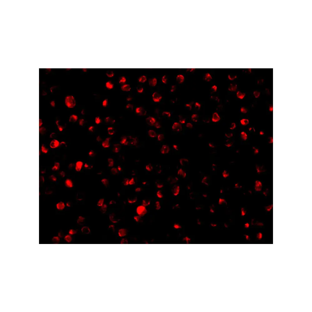 ProSci 3603_S Bit1 Antibody, ProSci, 0.02 mg/Unit Tertiary Image