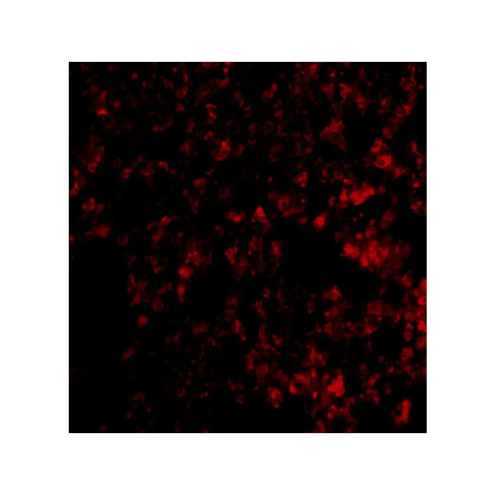 ProSci 3989 Blimp-1 Antibody, ProSci, 0.1 mg/Unit Secondary Image