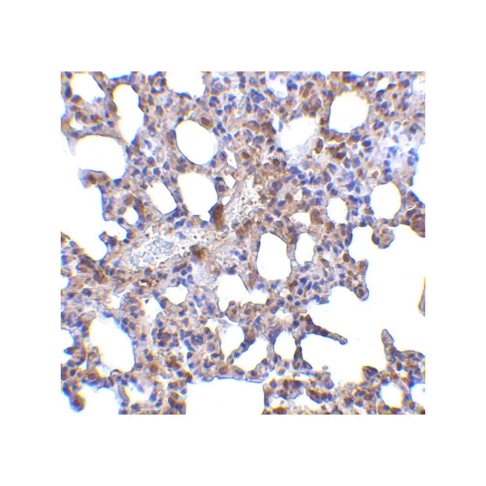 ProSci 3991 Blimp-1 Antibody, ProSci, 0.1 mg/Unit Secondary Image
