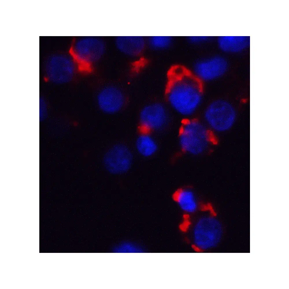 ProSci 3031_S Bmf Antibody, ProSci, 0.02 mg/Unit Tertiary Image