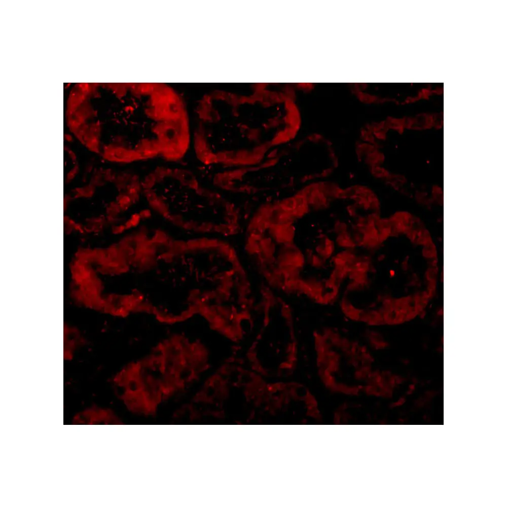 ProSci 2289 Bnip3L Antibody, ProSci, 0.1 mg/Unit Tertiary Image