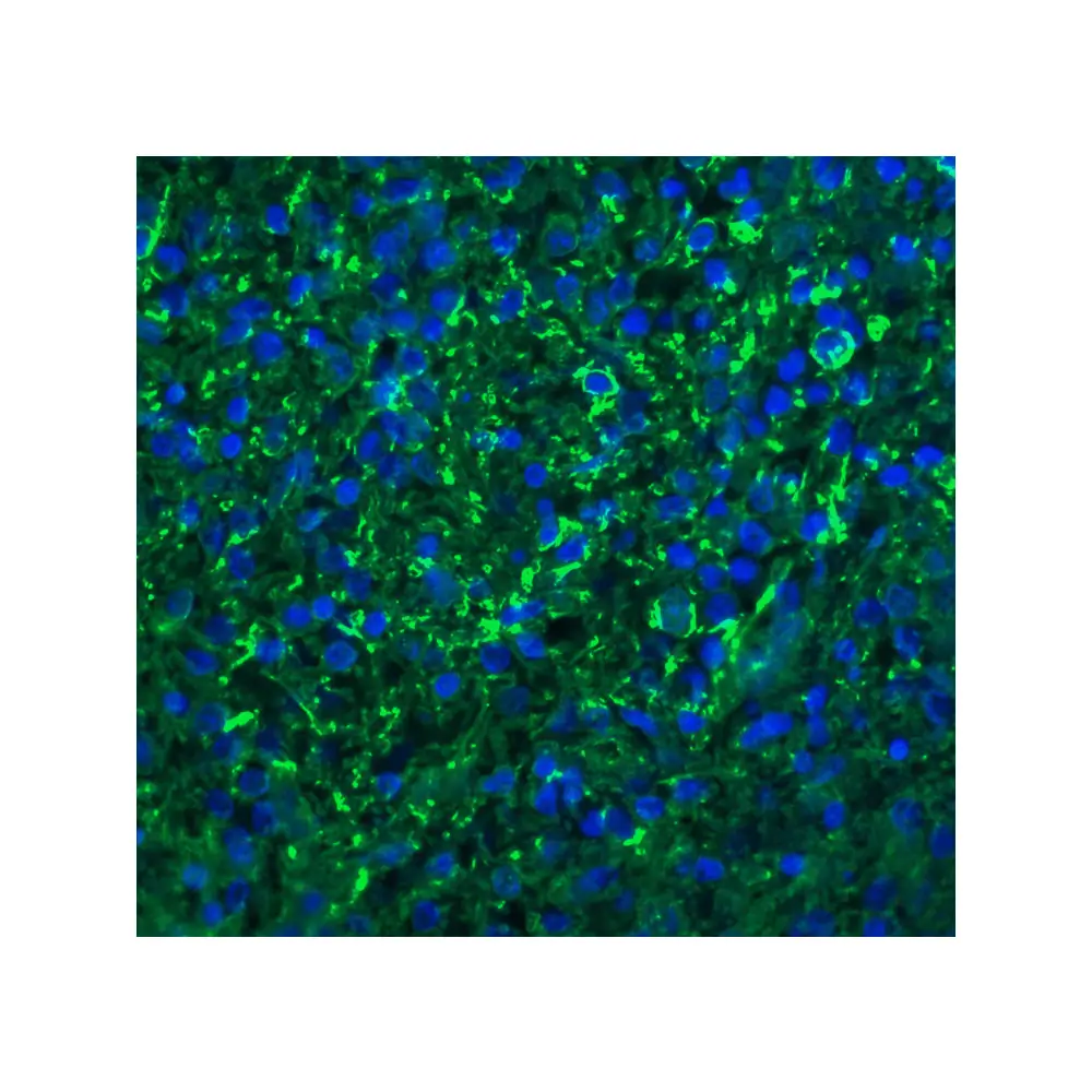 ProSci 2209_S Bonzo Antibody, ProSci, 0.02 mg/Unit Quaternary Image