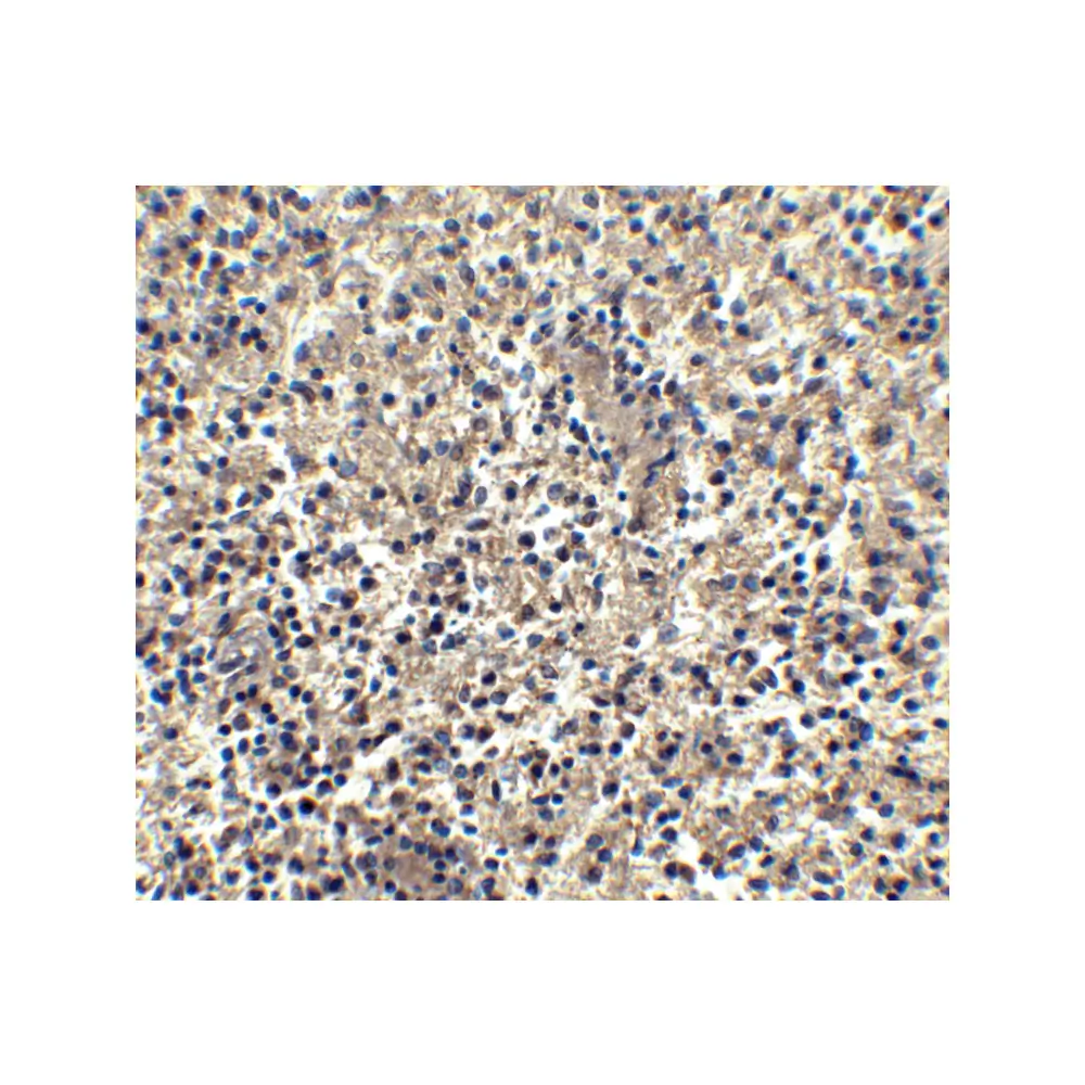 ProSci 2209 Bonzo Antibody, ProSci, 0.1 mg/Unit Tertiary Image