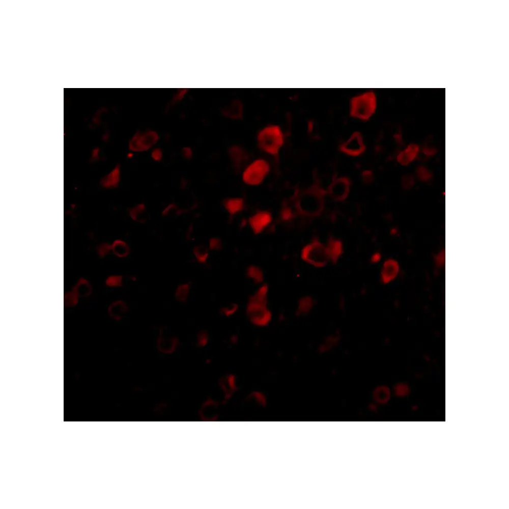 ProSci 5107_S Bora Antibody, ProSci, 0.02 mg/Unit Tertiary Image