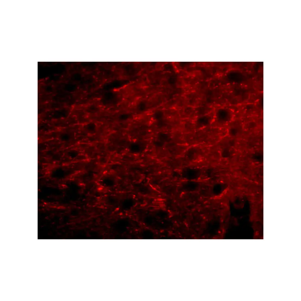ProSci 5117_S Bora Antibody, ProSci, 0.02 mg/Unit Tertiary Image