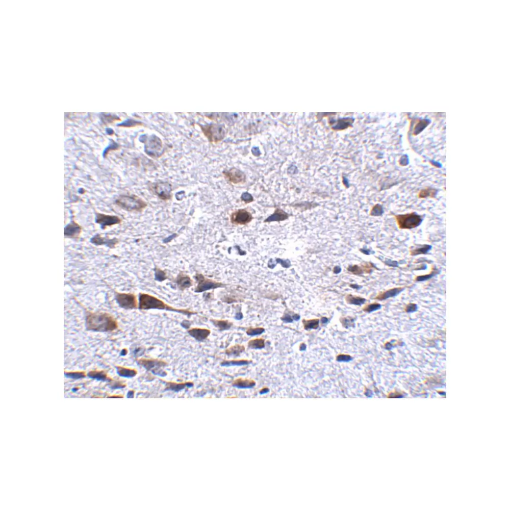 ProSci 5107_S Bora Antibody, ProSci, 0.02 mg/Unit Secondary Image