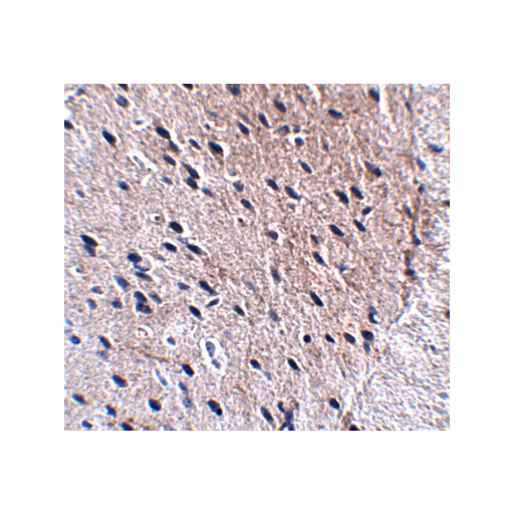ProSci 5117_S Bora Antibody, ProSci, 0.02 mg/Unit Secondary Image
