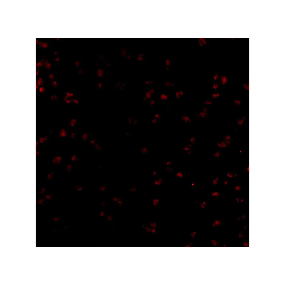 ProSci 4229 Bub1 Antibody, ProSci, 0.1 mg/Unit Tertiary Image