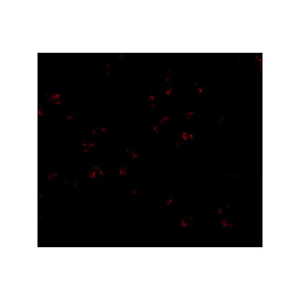ProSci 4227_S Bub3 Antibody, ProSci, 0.02 mg/Unit Tertiary Image