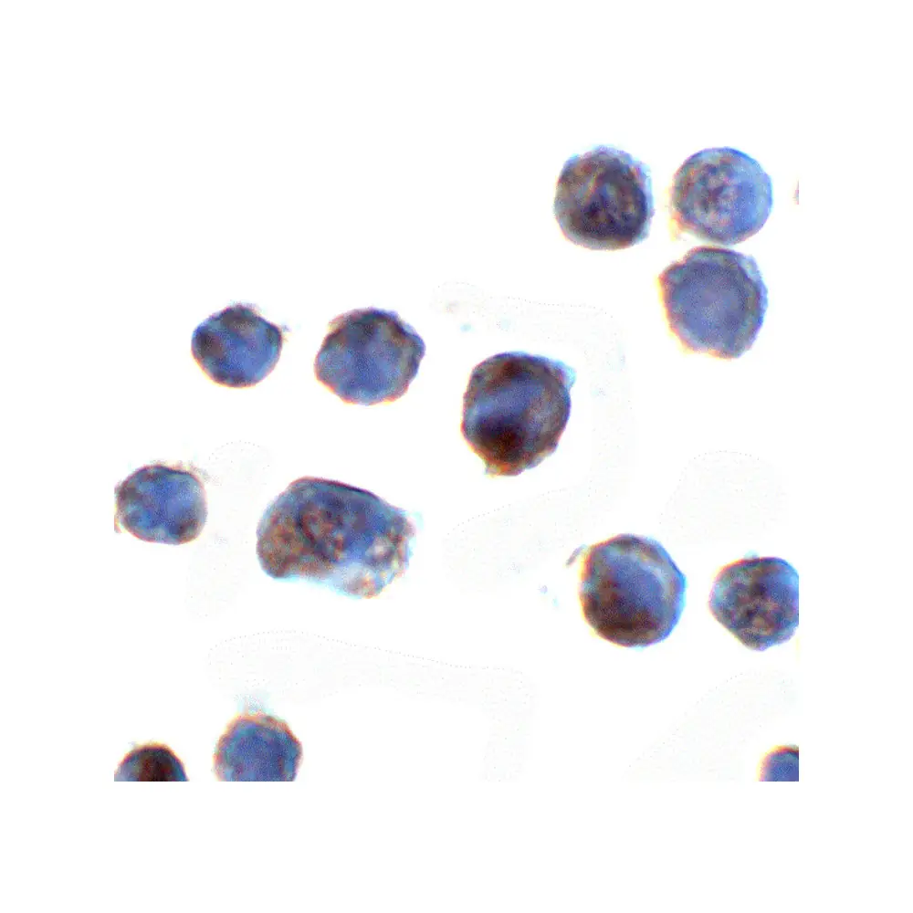 ProSci 8471 C18orf42 Antibody, ProSci, 0.1 mg/Unit Secondary Image
