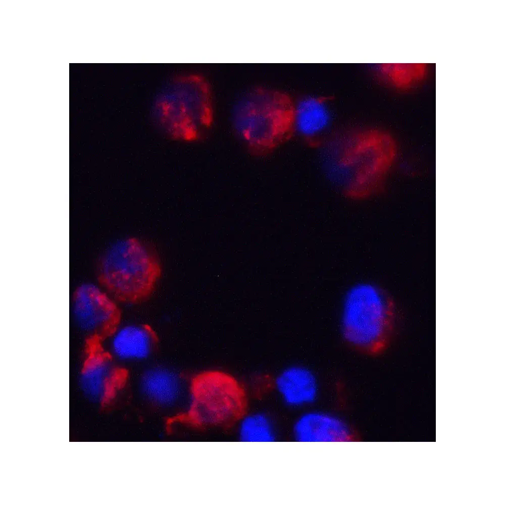 ProSci 8471 C18orf42 Antibody, ProSci, 0.1 mg/Unit Tertiary Image
