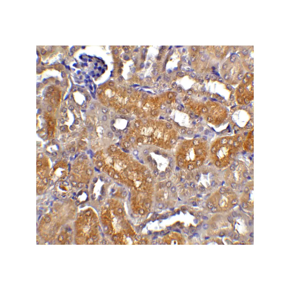 ProSci 2007_S CAD Antibody, ProSci, 0.02 mg/Unit Quaternary Image