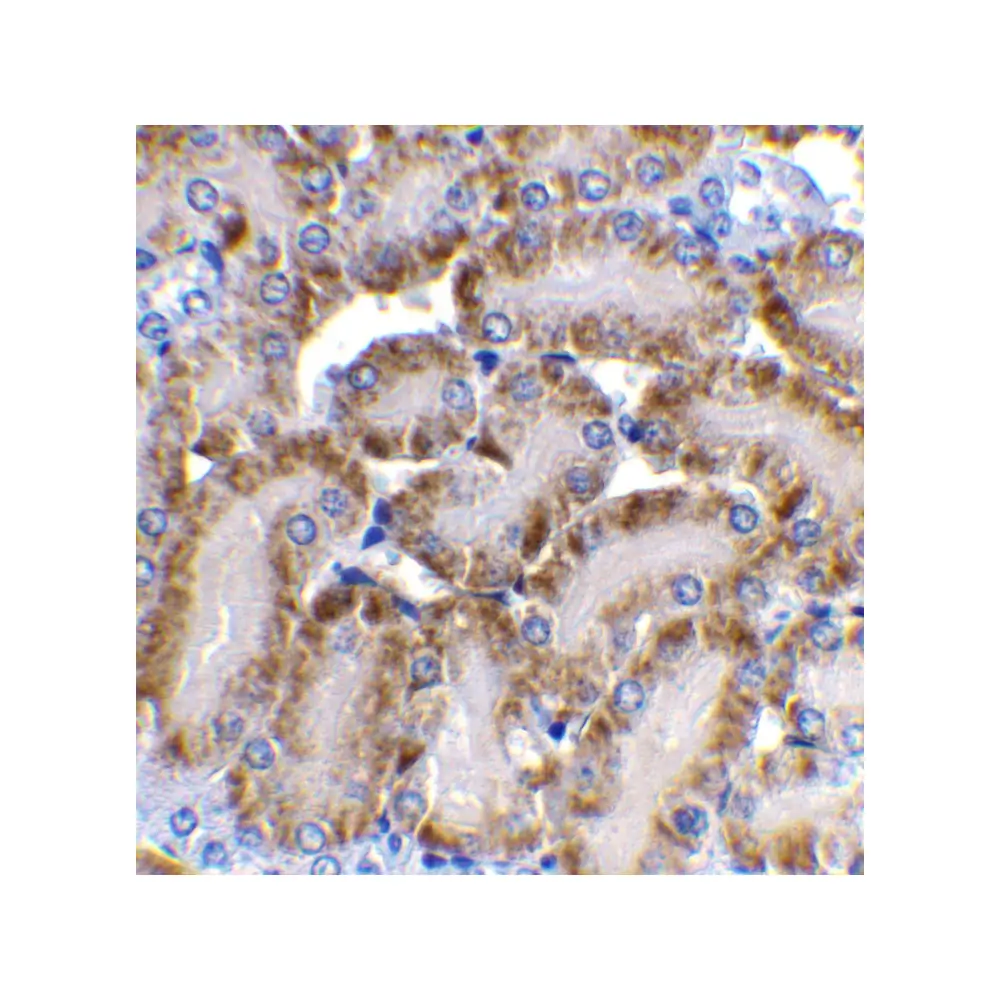 ProSci 2007 CAD Antibody, ProSci, 0.1 mg/Unit Secondary Image