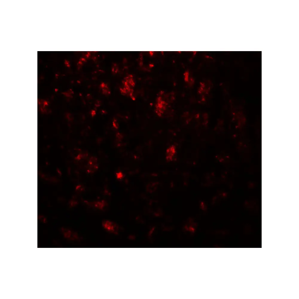 ProSci 7975 CADM3 Antibody, ProSci, 0.1 mg/Unit Tertiary Image