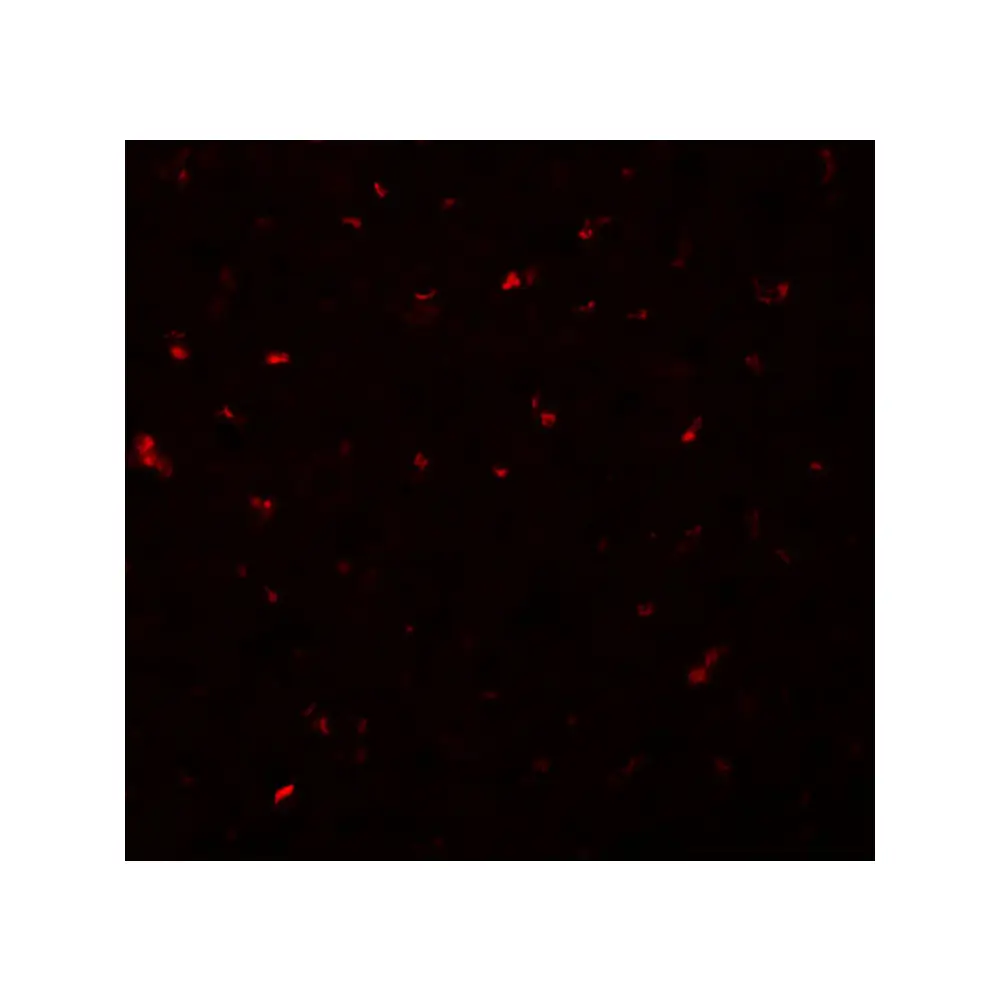 ProSci 5593 CALHM1 Antibody, ProSci, 0.1 mg/Unit Tertiary Image