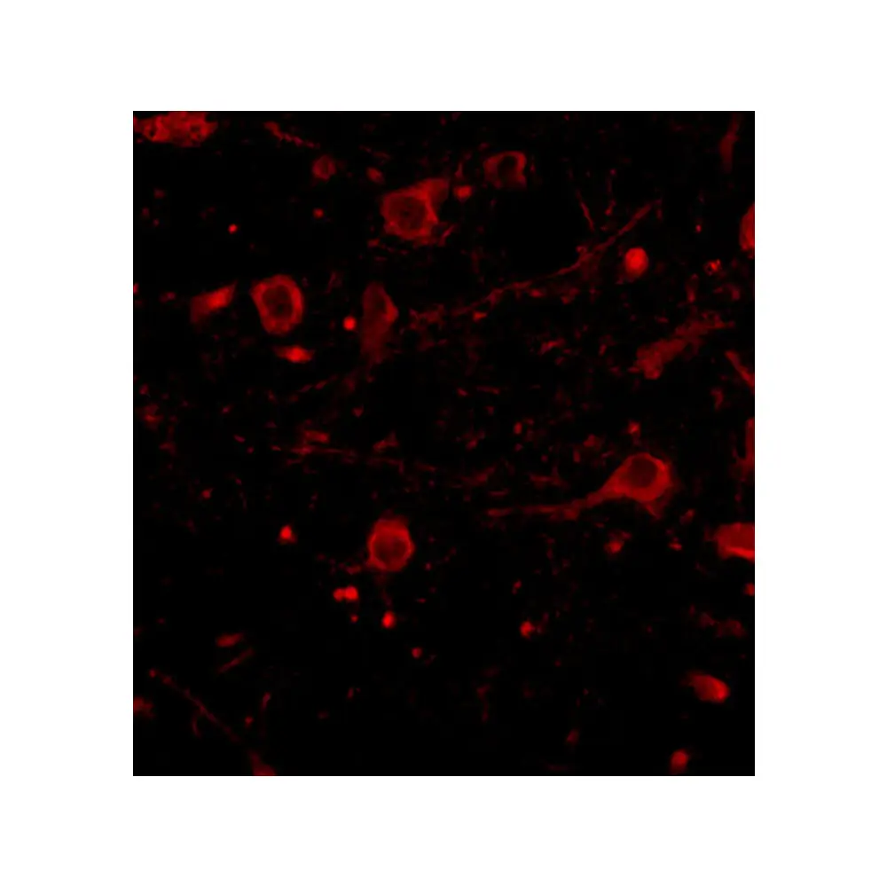 ProSci 4559_S CAPS1 Antibody, ProSci, 0.02 mg/Unit Tertiary Image