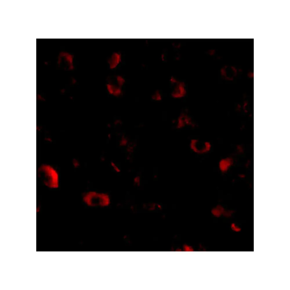ProSci 4561 CAPS1 Antibody, ProSci, 0.1 mg/Unit Tertiary Image