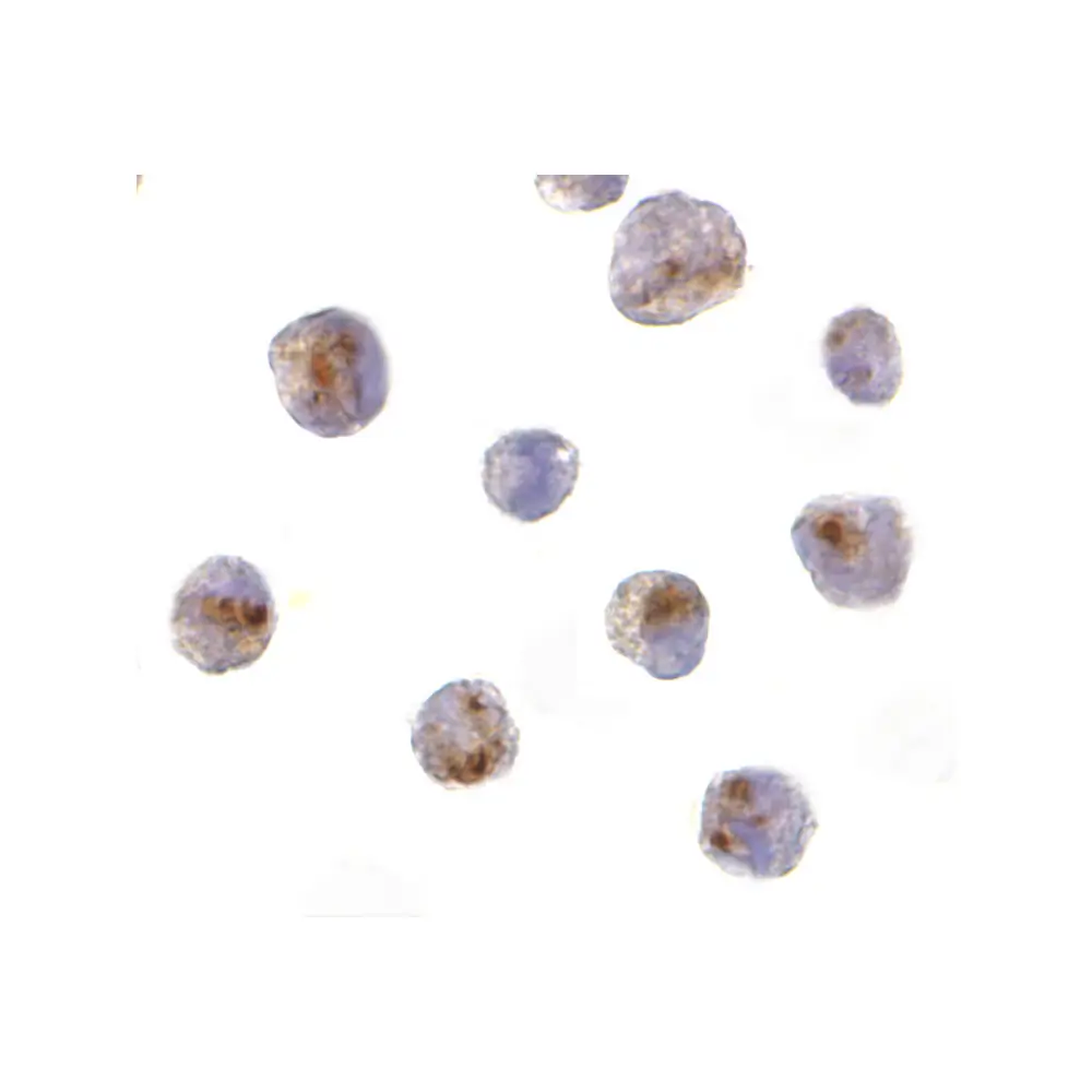 ProSci 3187_S CARD8 Antibody, ProSci, 0.02 mg/Unit Secondary Image