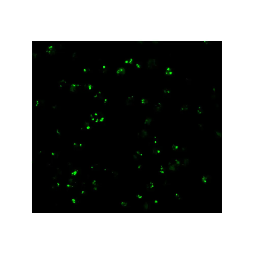 ProSci 3187_S CARD8 Antibody, ProSci, 0.02 mg/Unit Tertiary Image