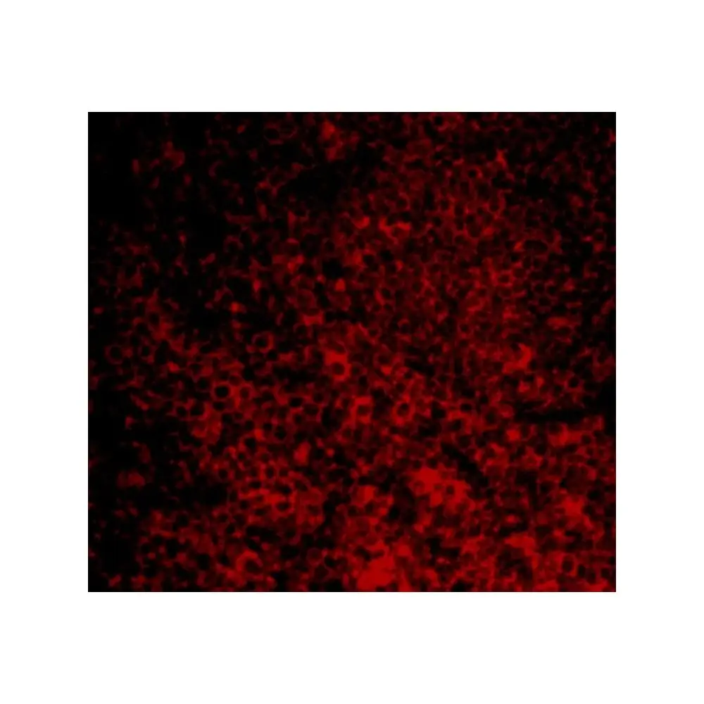 ProSci 3189 CARMA1 Antibody, ProSci, 0.1 mg/Unit Tertiary Image