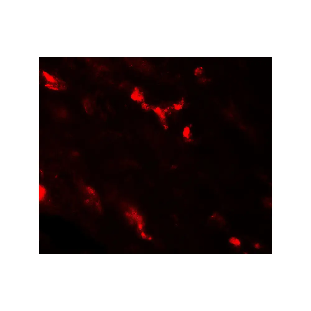 ProSci 7785 CASR Antibody, ProSci, 0.1 mg/Unit Tertiary Image