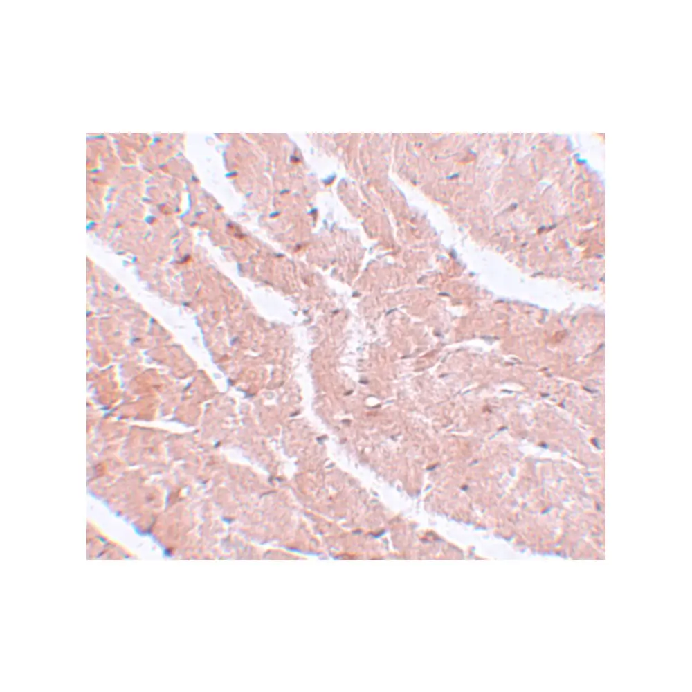 ProSci 5639 CAZIP Antibody, ProSci, 0.1 mg/Unit Secondary Image