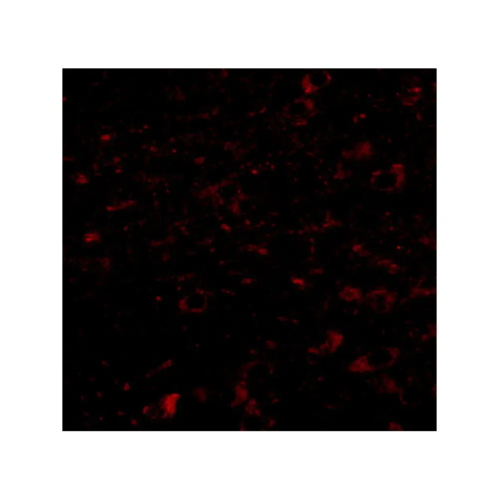 ProSci 5265 CCDC134 Antibody, ProSci, 0.1 mg/Unit Tertiary Image
