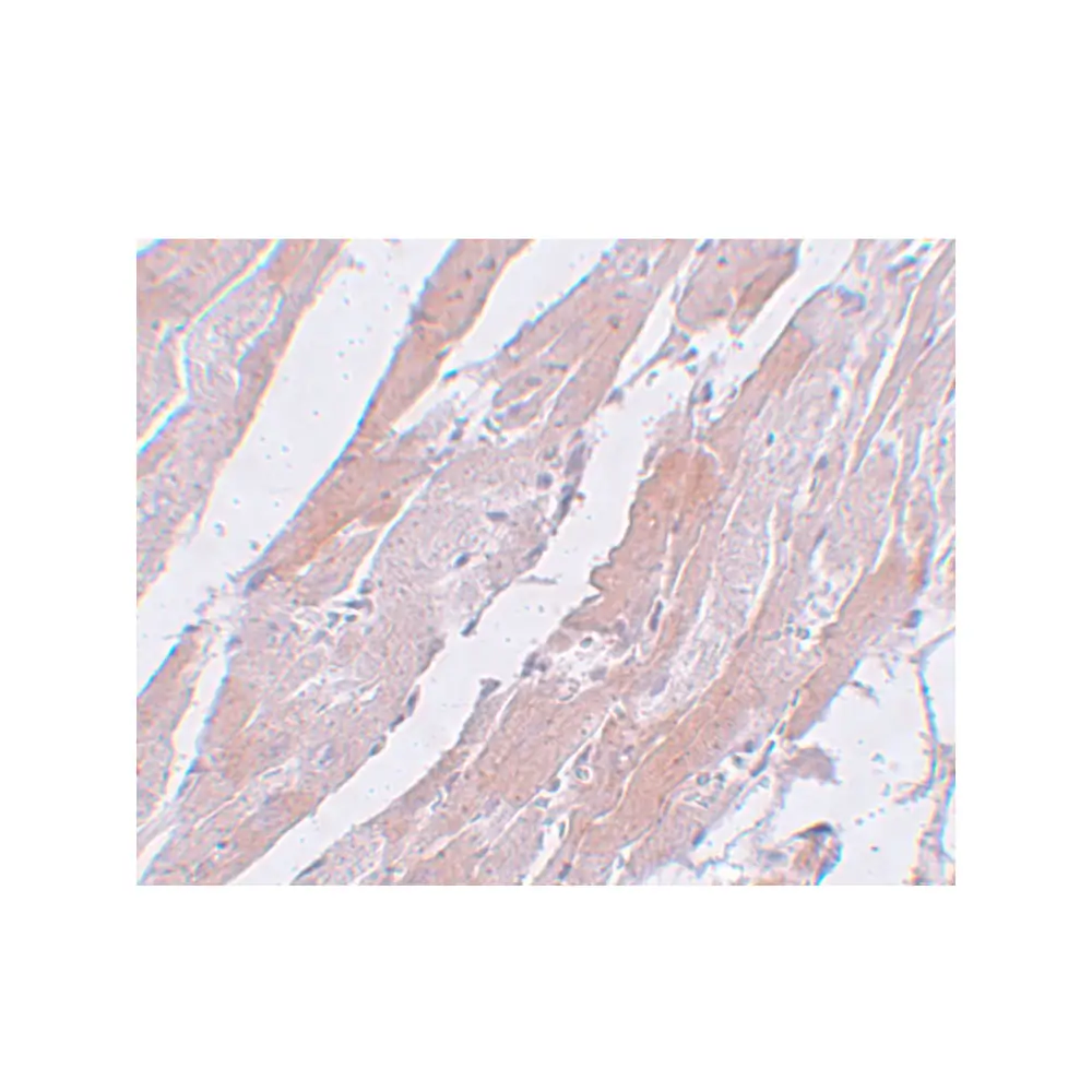 ProSci 5509_S CCDC47 Antibody, ProSci, 0.02 mg/Unit Secondary Image
