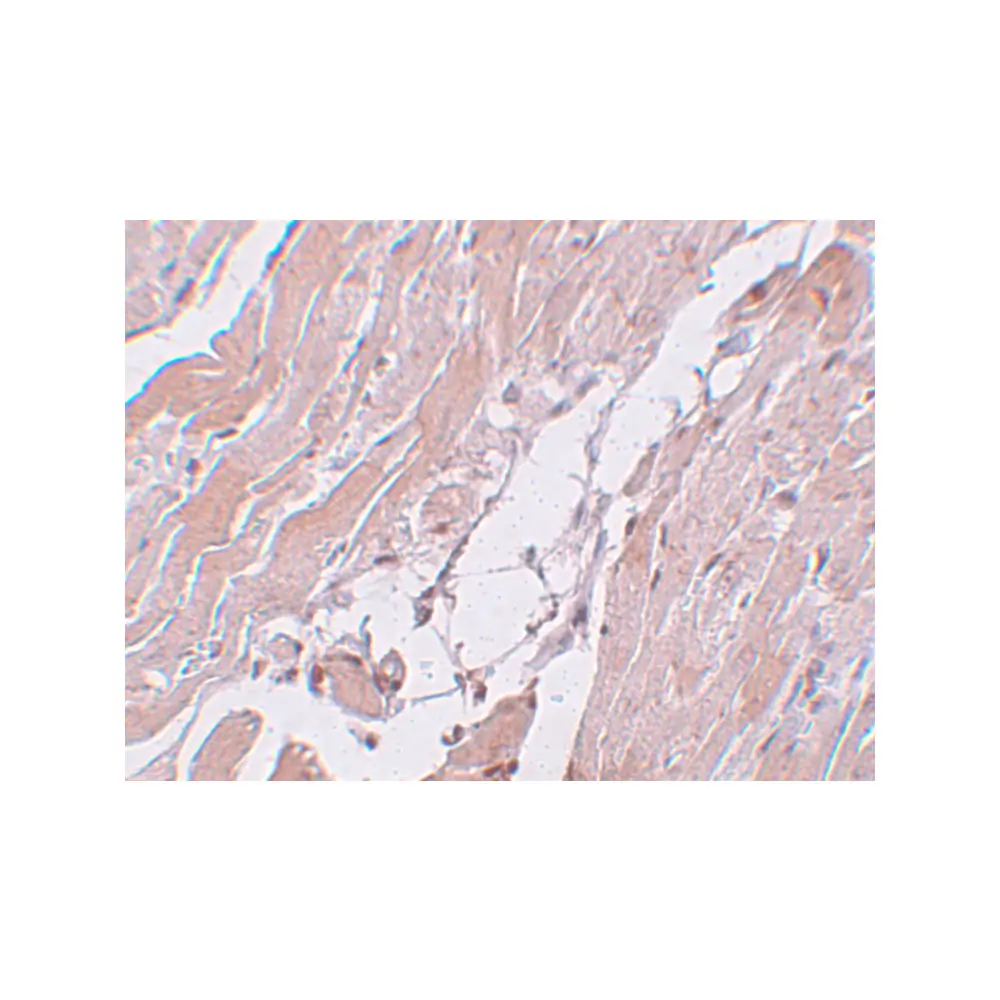 ProSci 5511 CCDC47 Antibody, ProSci, 0.1 mg/Unit Secondary Image