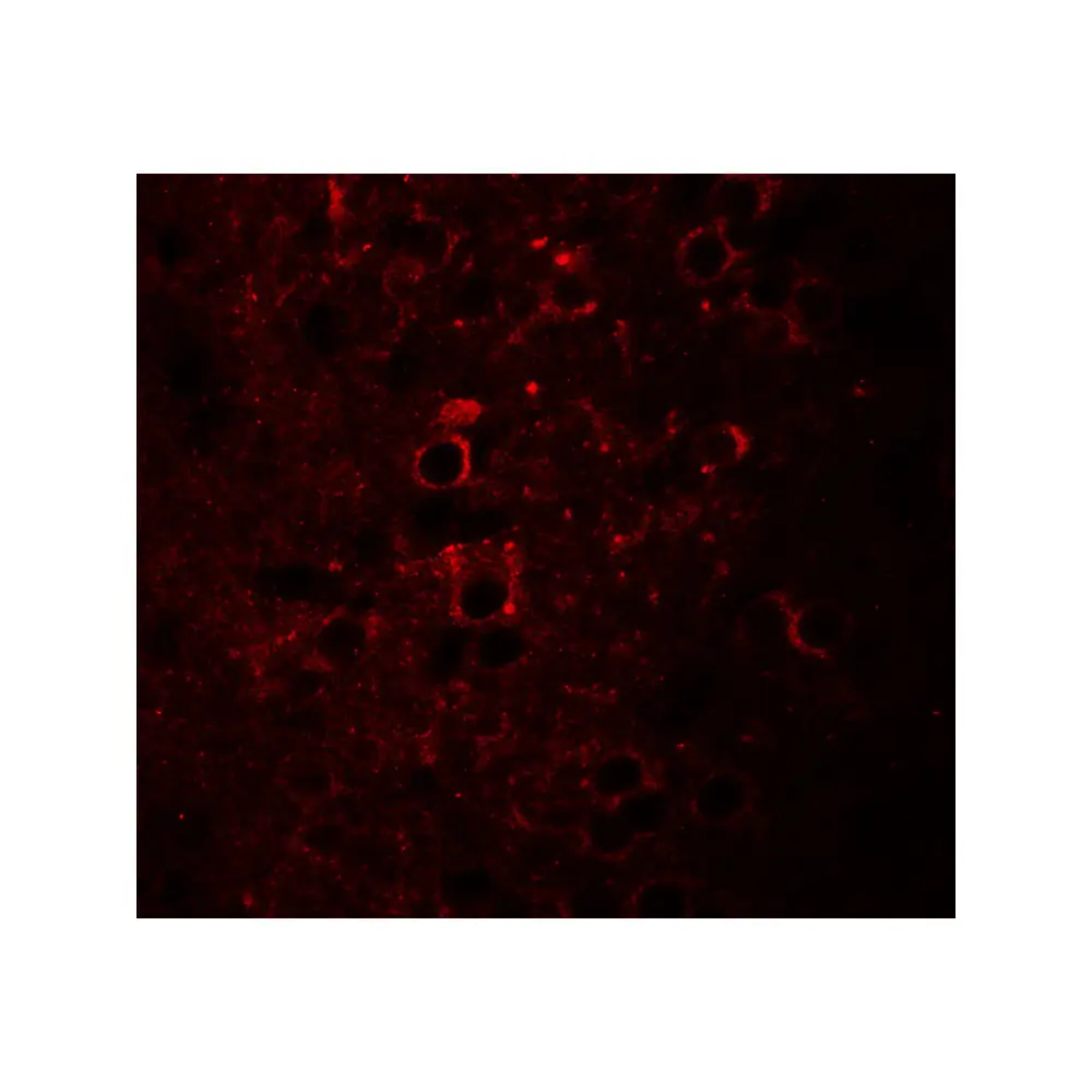 ProSci 6519 CCDC55 Antibody, ProSci, 0.1 mg/Unit Secondary Image