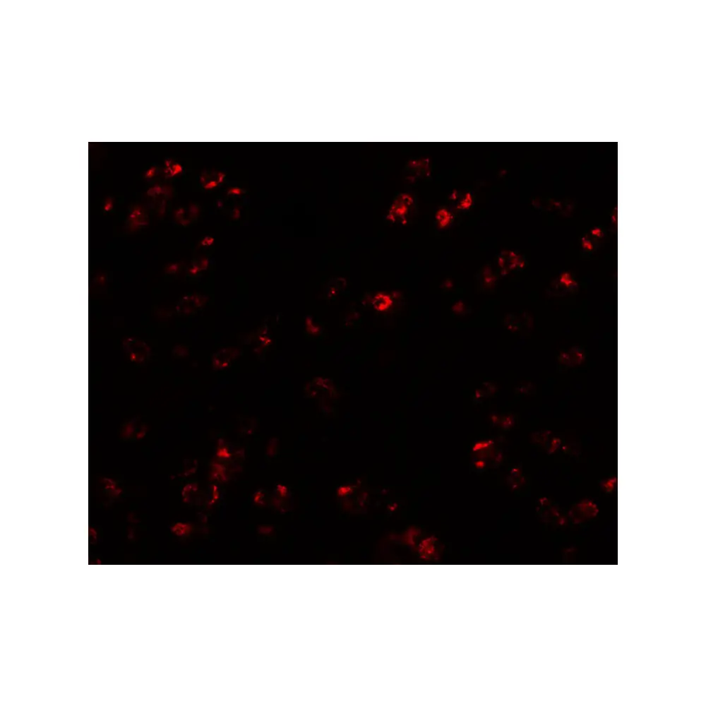 ProSci 7239 CCL17 Antibody, ProSci, 0.1 mg/Unit Tertiary Image