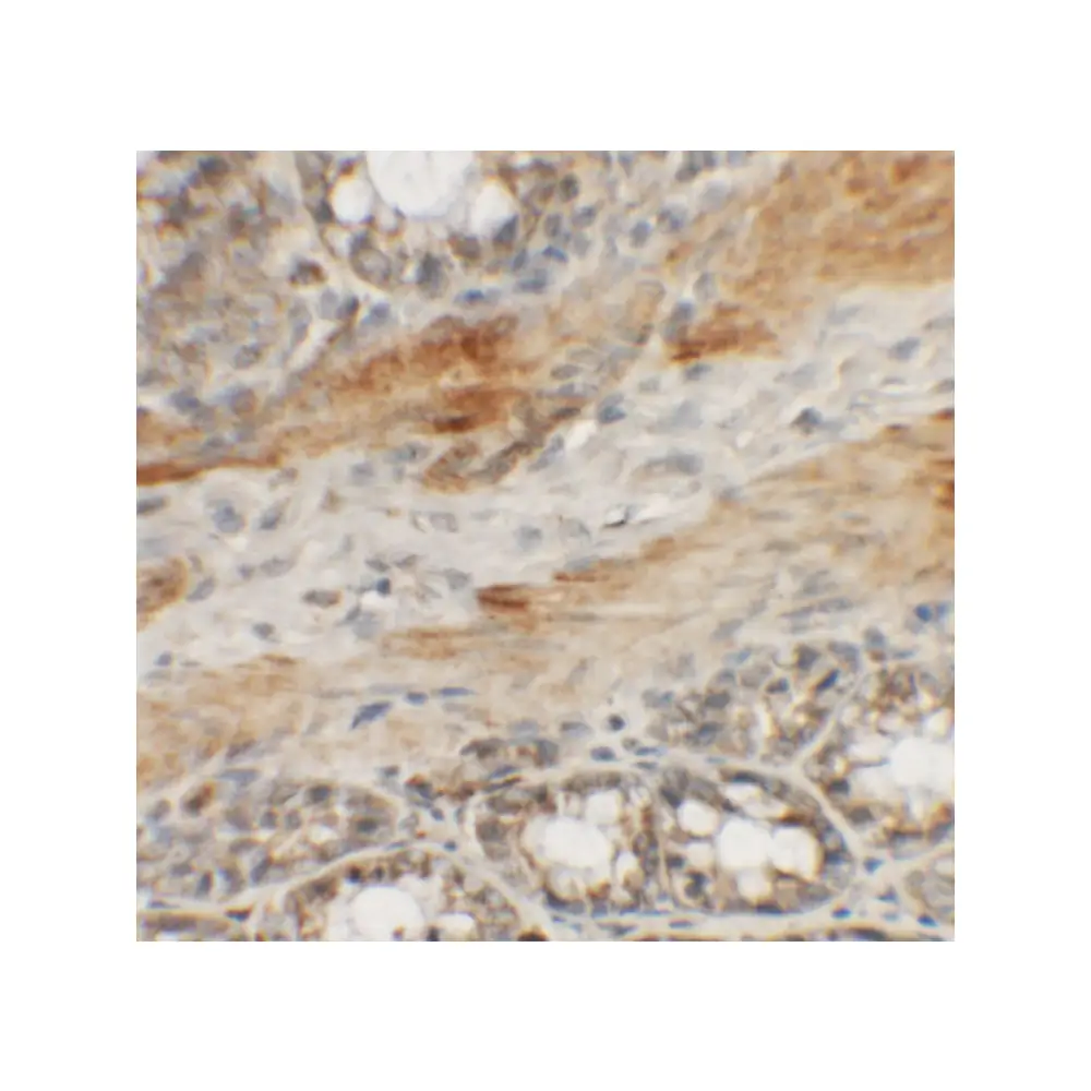 ProSci 6825 CCP110 Antibody, ProSci, 0.1 mg/Unit Secondary Image